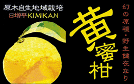 初の原種 黄蜜柑
