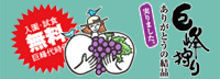 巨峰狩り